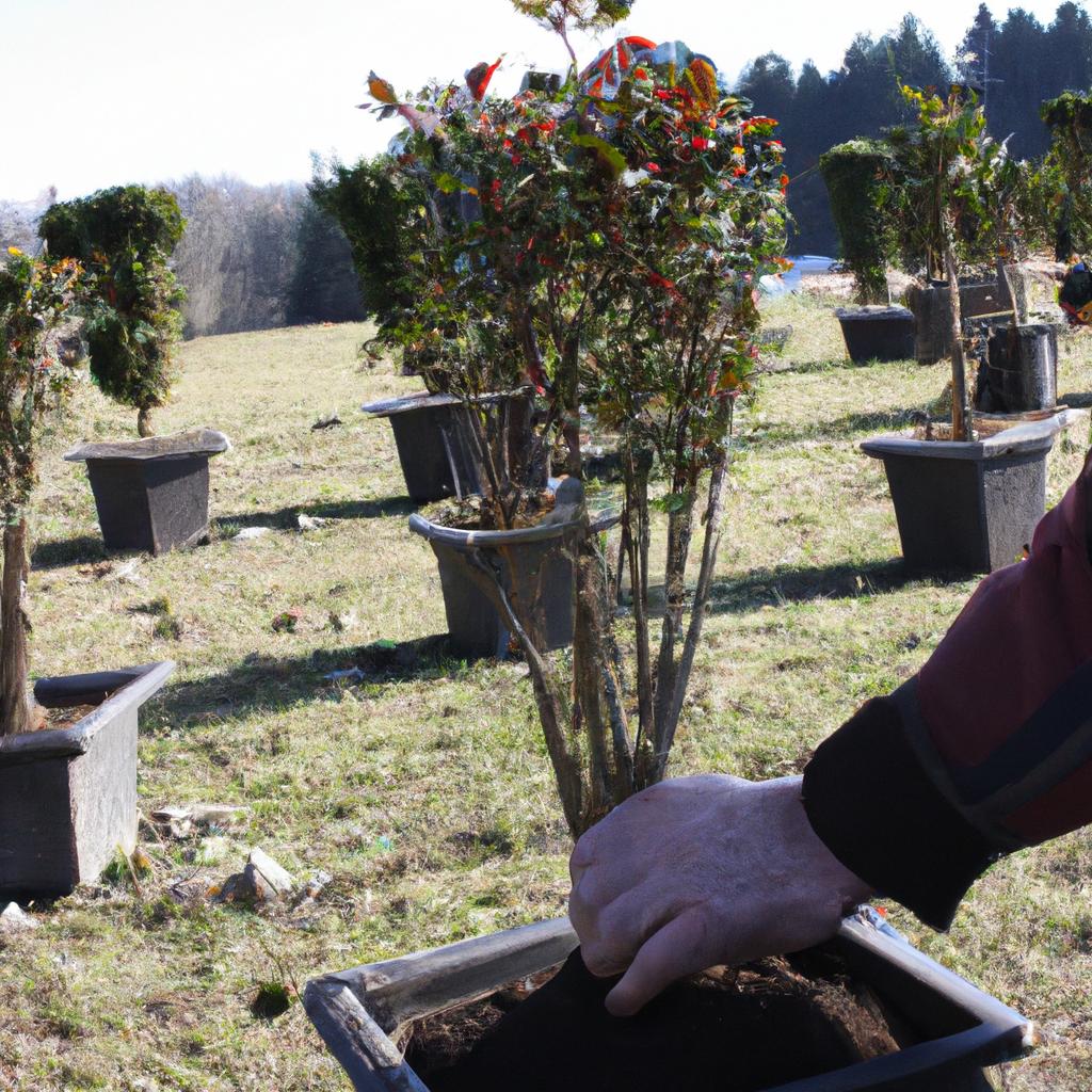 Person planting trees in cemetery